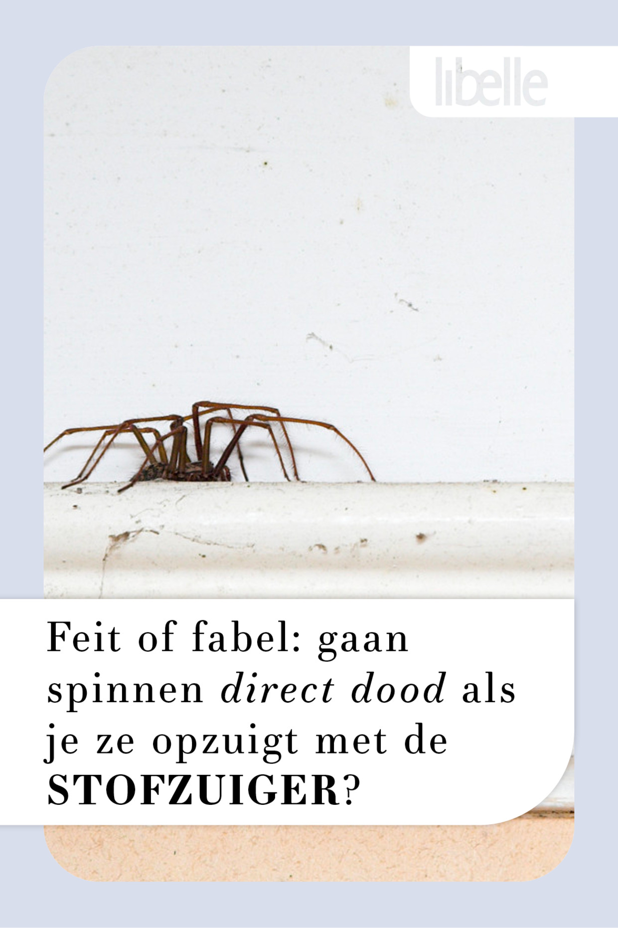 Feit Of Fabel: Gaan Spinnen Direct Dood Als Je Ze Opzuigt Met De Stofzuiger?