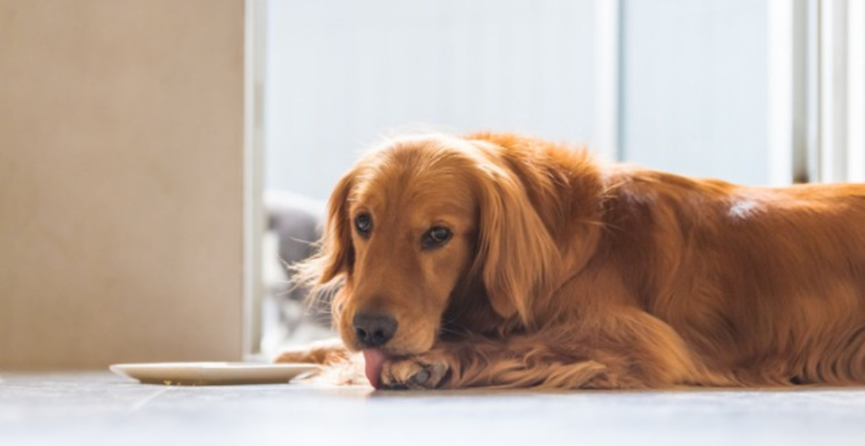 Dit Betekent Het Als Je Hond Vaak Zijn Poten Likt | Libelle
