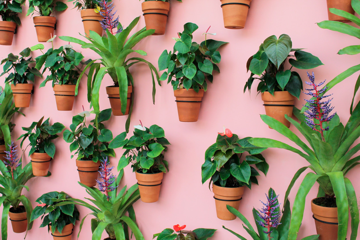 Op Vakantie? Met Deze Lifehack En Een Lege Fles Overleven Je Plantjes  Zonder Verzorging