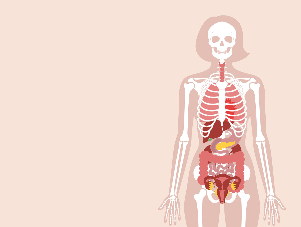 Top 55 anatomie menselijk lichaam vrouw Update
