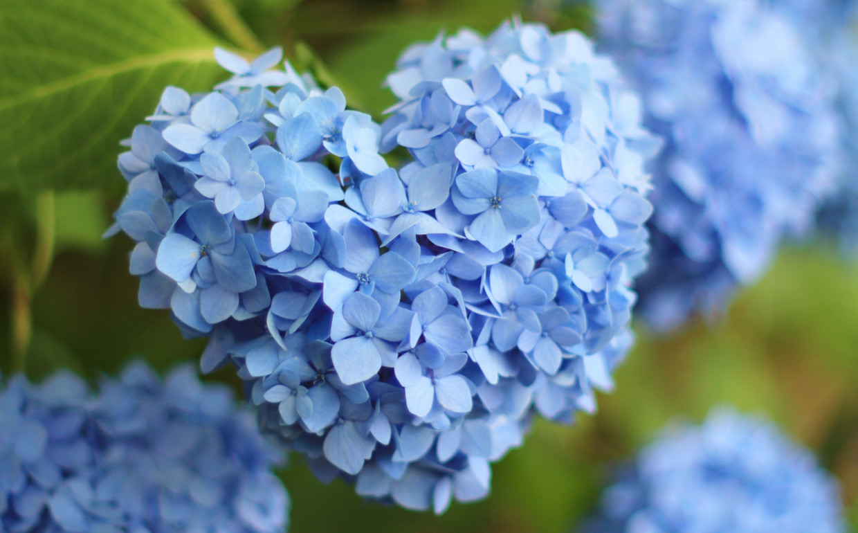 Wanneer Bloemen Uit Hortensia Knippen Praktische Tips Voor Een Mooie
