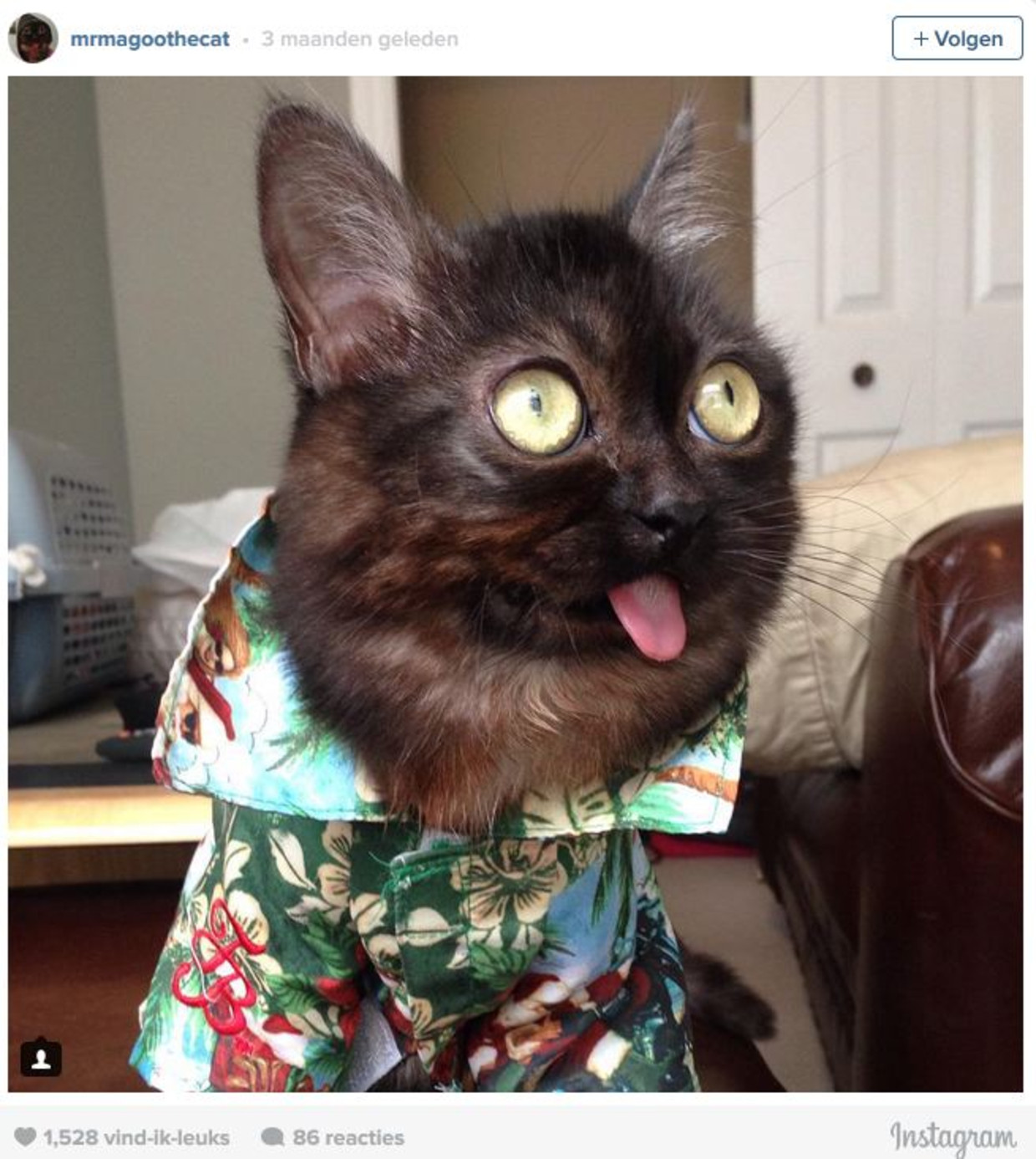 упоротые коты. упоротый котэ. упороты кот. упоротый кот. котик с глазами в разные стороны.