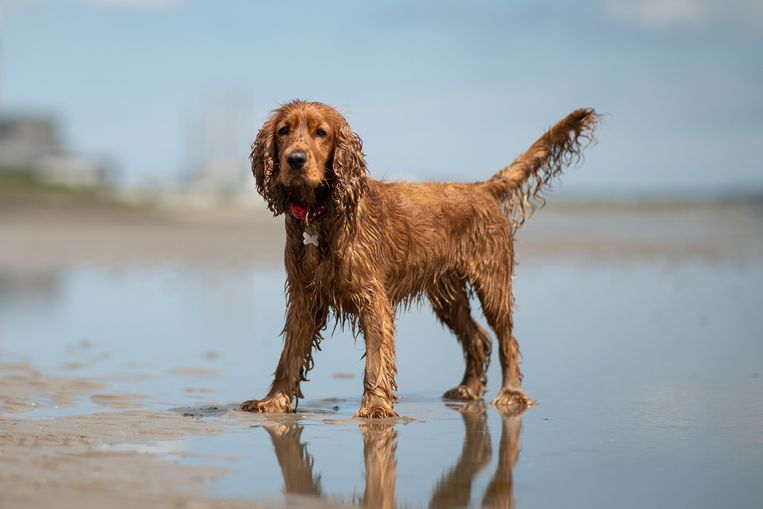Honden Die Niet Verharen En Stinken Ontdek De Ideale Huisgenoten