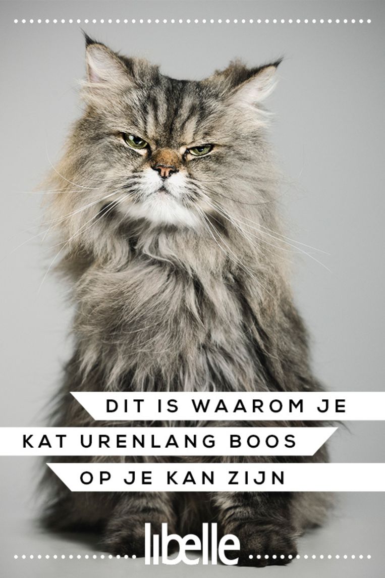 Je kat kan urenlang boos op je zijn en híer komt dat dan door