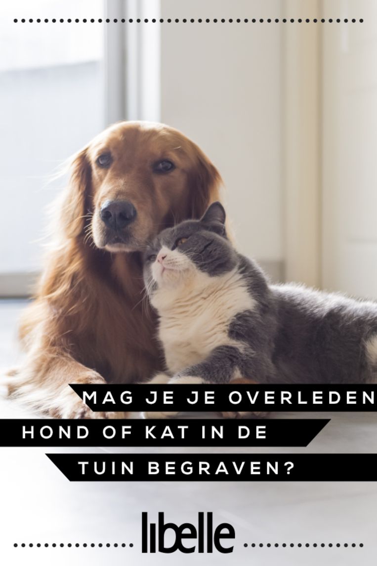 Mag Je Je Overleden Hond Of Kat In De Tuin Begraven? | Libelle